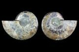 Sliced Ammonite Fossil - Agatized #124988-1